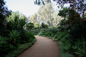Lotusland Agave Walkway
