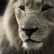 6 Exciting Animals at the Santa Barbara Zoo