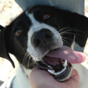 To This Wonderful Foundation, Every Furry Life Counts
