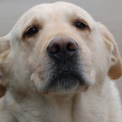 5 Organizations in Santa Barbara that make life better for animals