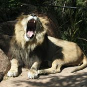 Why should people support the Santa Barbara Zoo?